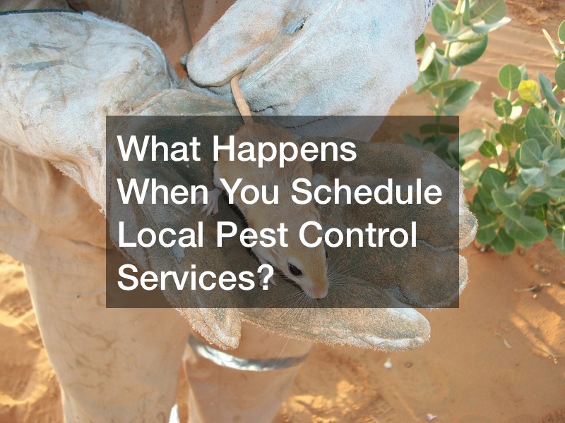 What Happens When You Schedule Local Pest Control Services?