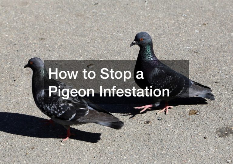 How to Stop a Pigeon Infestation