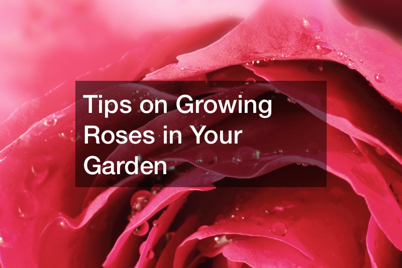 Tips on Growing Roses in Your Garden
