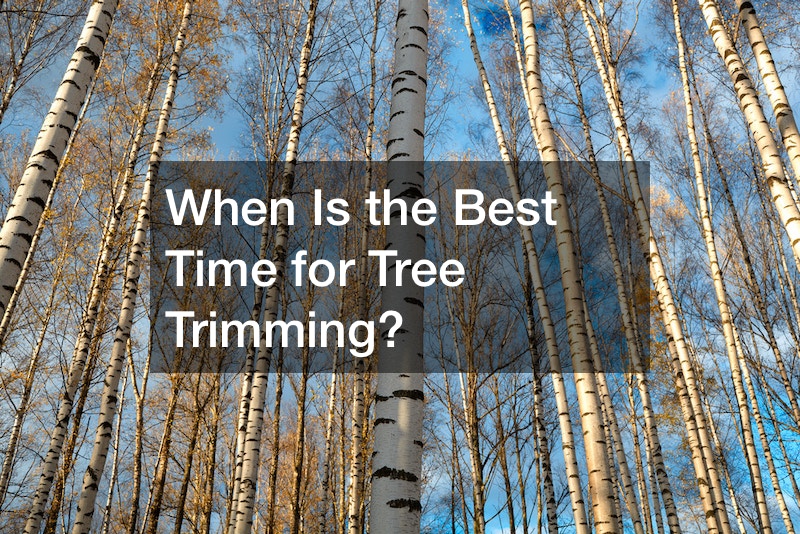 When Is the Best Time for Tree Trimming?